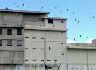 Tahun 2019 Pajak Sarang Walet Akan Dioptimalkan