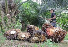 Harga TBS anjlok, petani sawit di Batola menjerit.