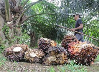 Harga TBS anjlok, petani sawit di Batola menjerit.
