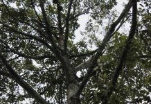 Mengenal Si Lasung Sang Juara Kontes Durian Sekabupaten Banjar 2019