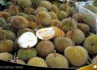 Banjir Durian Kasongan tenggelamkan Durian Karang Intan