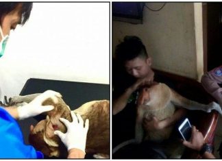 Seekor Bekantan, Korban Kecelakaan Ditangani Dokter Hewan.