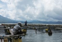 Stock Pangan Ikan Cukup, Pembudidaya Diminta Tunda Panen Dini.