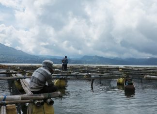 Stock Pangan Ikan Cukup, Pembudidaya Diminta Tunda Panen Dini.