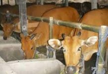 Stok Hewan Kurban Jelang Idul Adha 1440 Hijriah, Cukup