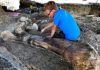 Fosil Tulang Dinosaurus Raksasa Ditemukan di Prancis