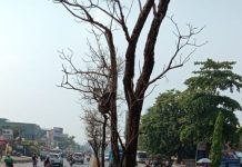 Kemarau, sejumlah pohon di tengah ruas Jalan A.Yani Kertak Hanyar mengering