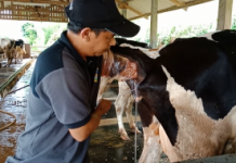 Kadis Peternakan Banjar : “Kegagalan reproduksi pada sapi betina lebih karena faktor ‘keturunan’ “