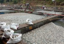 Ribuan ton ikan Nila dan Bawal mati mendadak di Karang Intan. inilah penyebabnya.