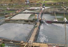 Matinya ribuan ton ikan di Kecamatan Karang Intan, tidak berpengaruh terhadap air baku PDAM