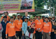 Teknologi pupuk oksida mikro Norwegia, solusi petani lahan rawa