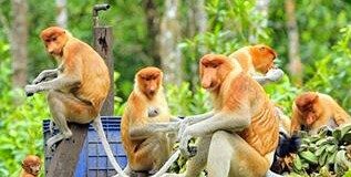 Seminar LH, Perlu adanya daerah observasi untuk kehidupan Bakantan