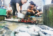 Jelang malam tahun baru, harga tiga jenis ikan tawar di pasar tradisional Martapura, ‘melonjak’