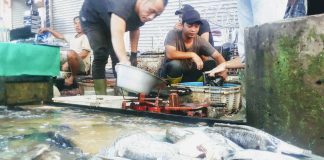 Jelang malam tahun baru, harga tiga jenis ikan tawar di pasar tradisional Martapura, ‘melonjak’