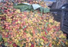 Rambutan jenis Antalagi, ‘banjir’ di Pasar Batuah Martapura