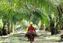 Harga karet anjlok, PTPN XIII Danau Salak,akan beralih ke sawit?