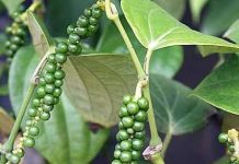 Lada ,paling berharga di dunia?