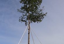 Jokowi Tanam pohon Mersawa di puncak acara Hari Pers Nasional 2020 Hutan Pers Taman Spesies Endemik Indonesia Kalimantan Selatan