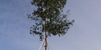 Jokowi Tanam pohon Mersawa di puncak acara Hari Pers Nasional 2020 Hutan Pers Taman Spesies Endemik Indonesia Kalimantan Selatan