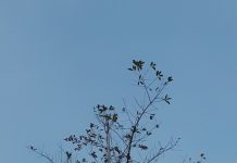 Pohon Jokowi Meranggas, Ini penjelasan litbang LHK