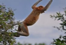 Nasib Bekantan terjebak dikawasan perkantoran km 19