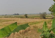 Dampak dari terendam banjir, 70 hektar lahan pertanian program SERASI di Martapura Timur, terancam gagal panen?