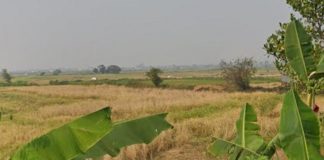 Dampak dari terendam banjir, 70 hektar lahan pertanian program SERASI di Martapura Timur, terancam gagal panen?