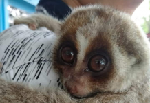 Karena tersesat, Si Malu – Malu yang dilindungi itu, akhirnya diserahkan ke KPH Tabalong dan direhabilitasi BKSDA