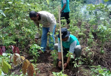 Gelorakan gerakan penghijauan, KPH Hulu Sungai gandeng KTH Suka Maju, penerima program KBD