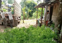 KPH Kayu Tangi, tanam 15.000 bibit Sengon di Desa Hakim Makmur, dalam program revolusi hijau