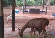 Rusa Sambar (Cervus Unicolor) di habituasi satwa Tahura Sultan Adam Mandiangin melahirkan