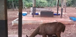 Rusa Sambar (Cervus Unicolor) di habituasi satwa Tahura Sultan Adam Mandiangin melahirkan