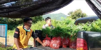 KPH Tabalong bersama Gapoktan lakukan penyulaman bibit Sengon areal RHL