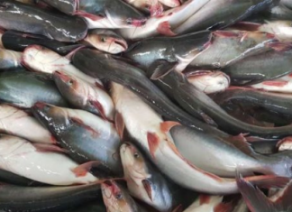 tambah asupan gizi, Dinas Perikanan Banjar bagikan ikan segar jenis Patin dan Nila