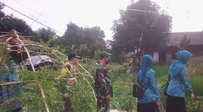 Berkebun di pekarangan rumah Sendiri, solusi pangan dimasa pandemi Corona