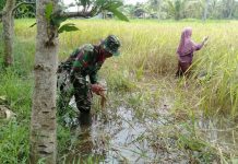 Bulir padi menguning, satgas TMMD 108 terjun ke sawah, bantu petani memanen padi