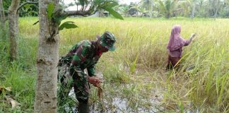 Bulir padi menguning, satgas TMMD 108 terjun ke sawah, bantu petani memanen padi