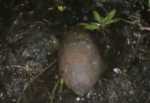 Seorang nelayan temukan benda yang diduga bom di perairan Sungai Barito