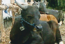 Dua pekan jelang Idul Adha, daya beli hewan kurban di Kabuapten Banjar, masih lemah