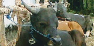 Dua pekan jelang Idul Adha, daya beli hewan kurban di Kabuapten Banjar, masih lemah