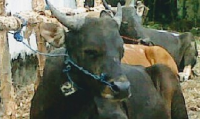 Dua pekan jelang Idul Adha, daya beli hewan kurban di Kabuapten Banjar, masih lemah