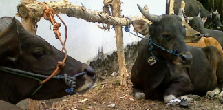 Idul Adha 1441 H, PDAM Intan Banjar sembelih 5 ekor hewan qurban