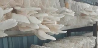 Danda Jaya bersama Uniska kembangkan “Janda Ayu”