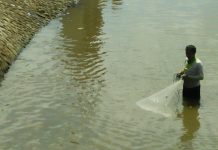 Manfaatkan jadwal pengeringan air irigasi, warga bawa lonta untuk menangkap ikan Nila