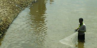 Manfaatkan jadwal pengeringan air irigasi, warga bawa lonta untuk menangkap ikan Nila
