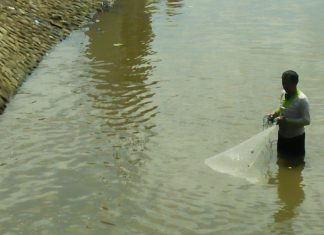 Manfaatkan jadwal pengeringan air irigasi, warga bawa lonta untuk menangkap ikan Nila