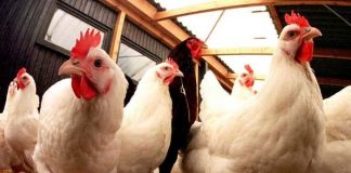 Setelah sempat terpuruk, sektor peternakan dan perkebunan di Kabupaten Banjar mulai membaik