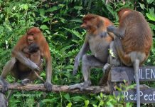 Kabar Gembira Stasiun Riset Bekantan Pulau Curiak , dapat kelahiran 3 ekor baby Bekantan