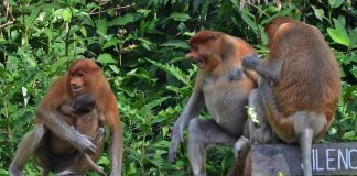 Kabar Gembira Stasiun Riset Bekantan Pulau Curiak , dapat kelahiran 3 ekor baby Bekantan