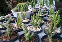 Budidaya kaktus ditengah pandemi, jenis koboi tanpa duri banyak diminati